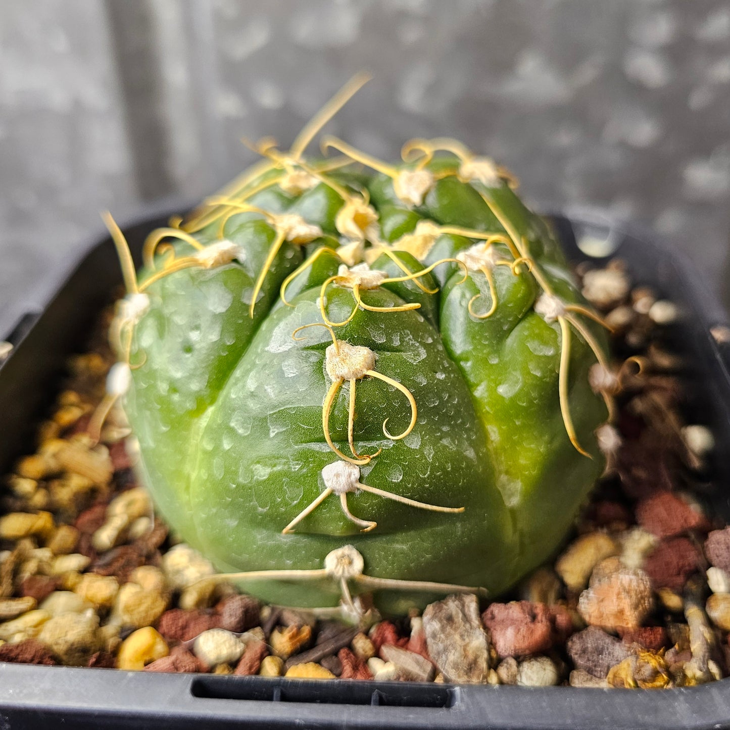 Gymnocalycium denudatum
