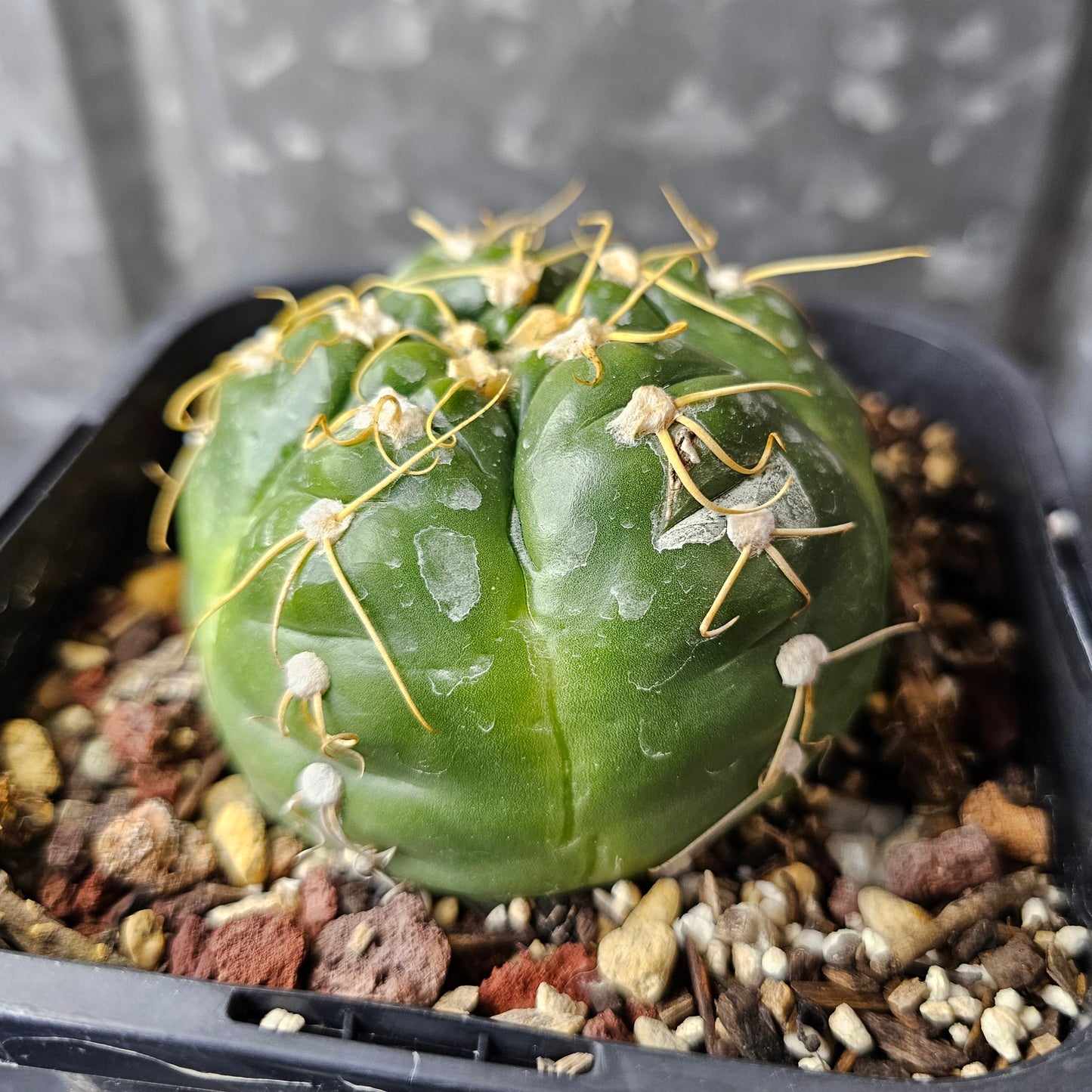 Gymnocalycium denudatum