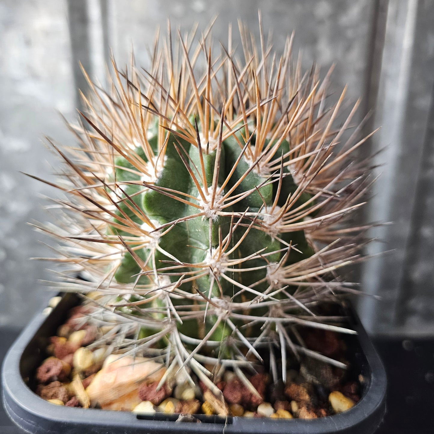 Neochilenia glaucescens