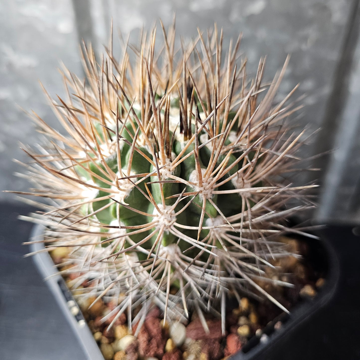 Neochilenia glaucescens