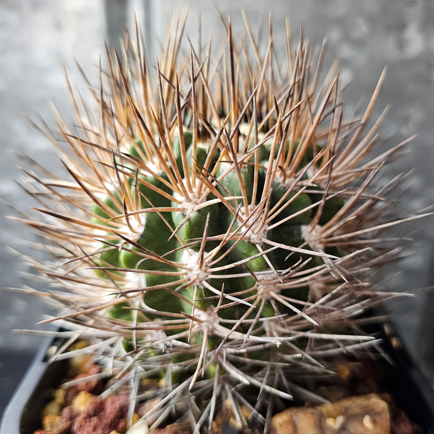 Neochilenia glaucescens cactus with heavy spines, mature body and relic-grade presence over 10 years old