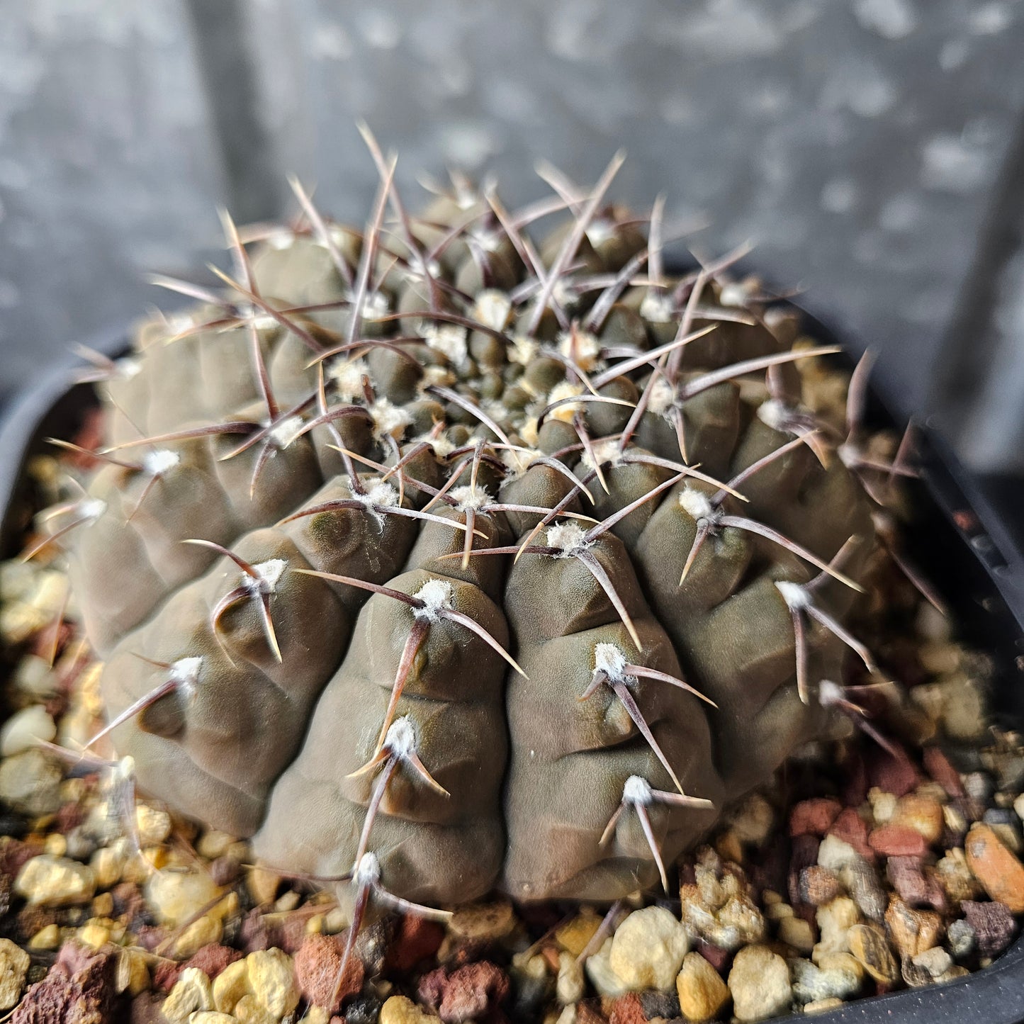 Gymnocalycium riojense