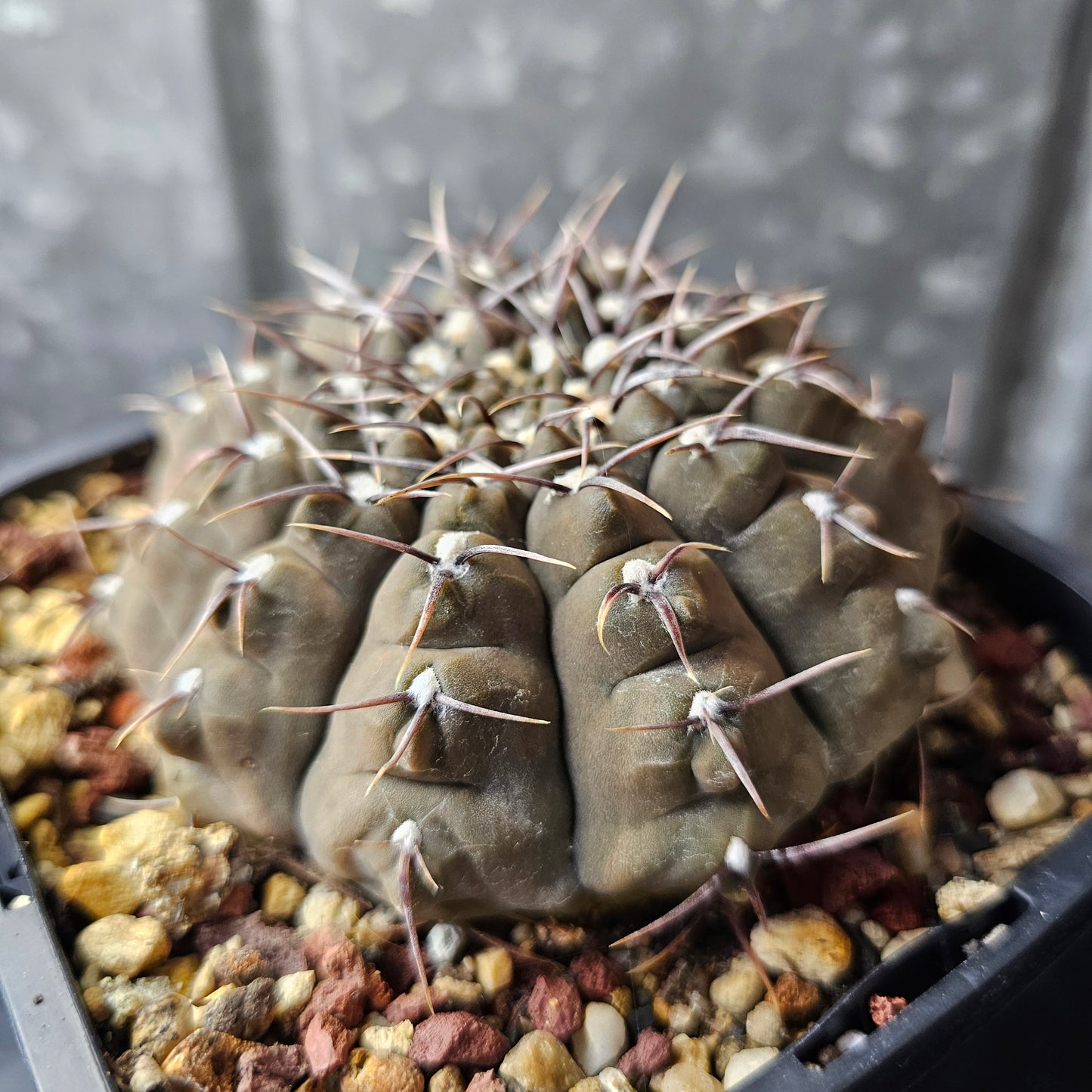 Gymnocalycium riojense