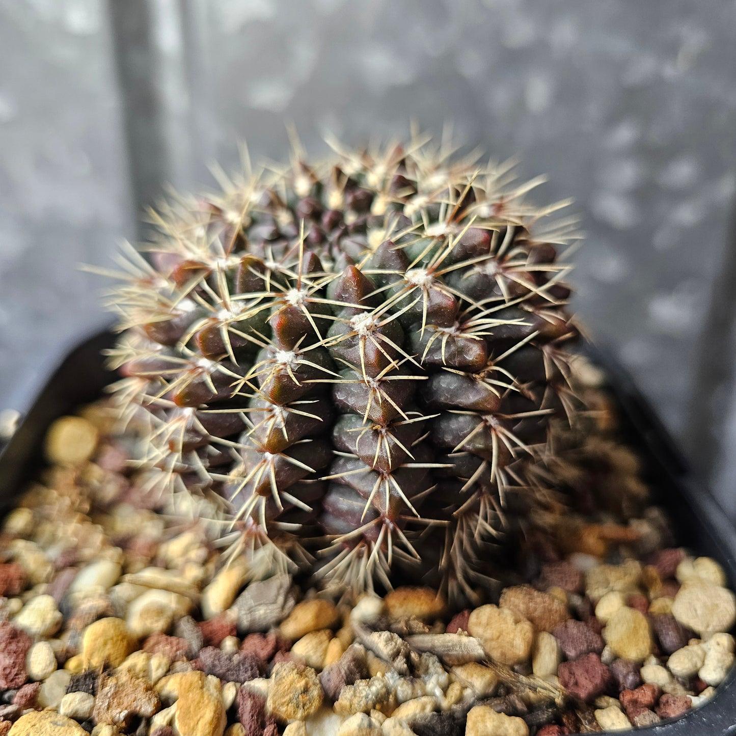 Gymnocalycium baldianum hybrid