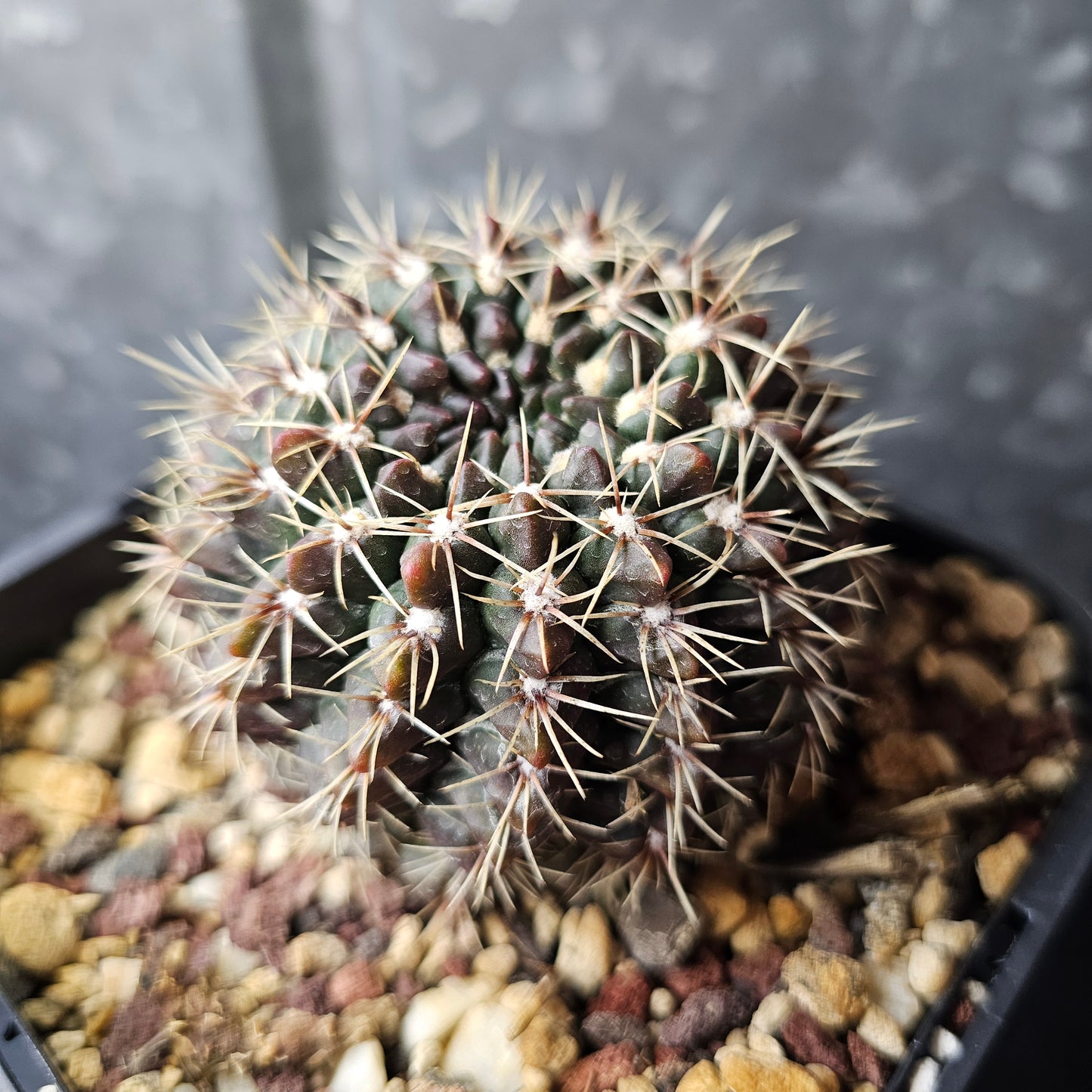 Gymnocalycium baldianum hybrid