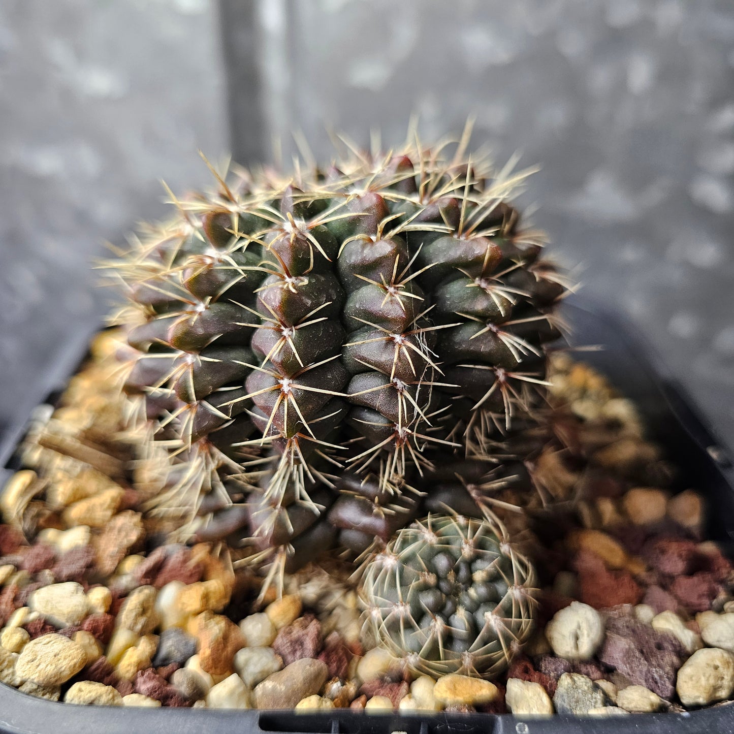 Gymnocalycium baldianum hybrid