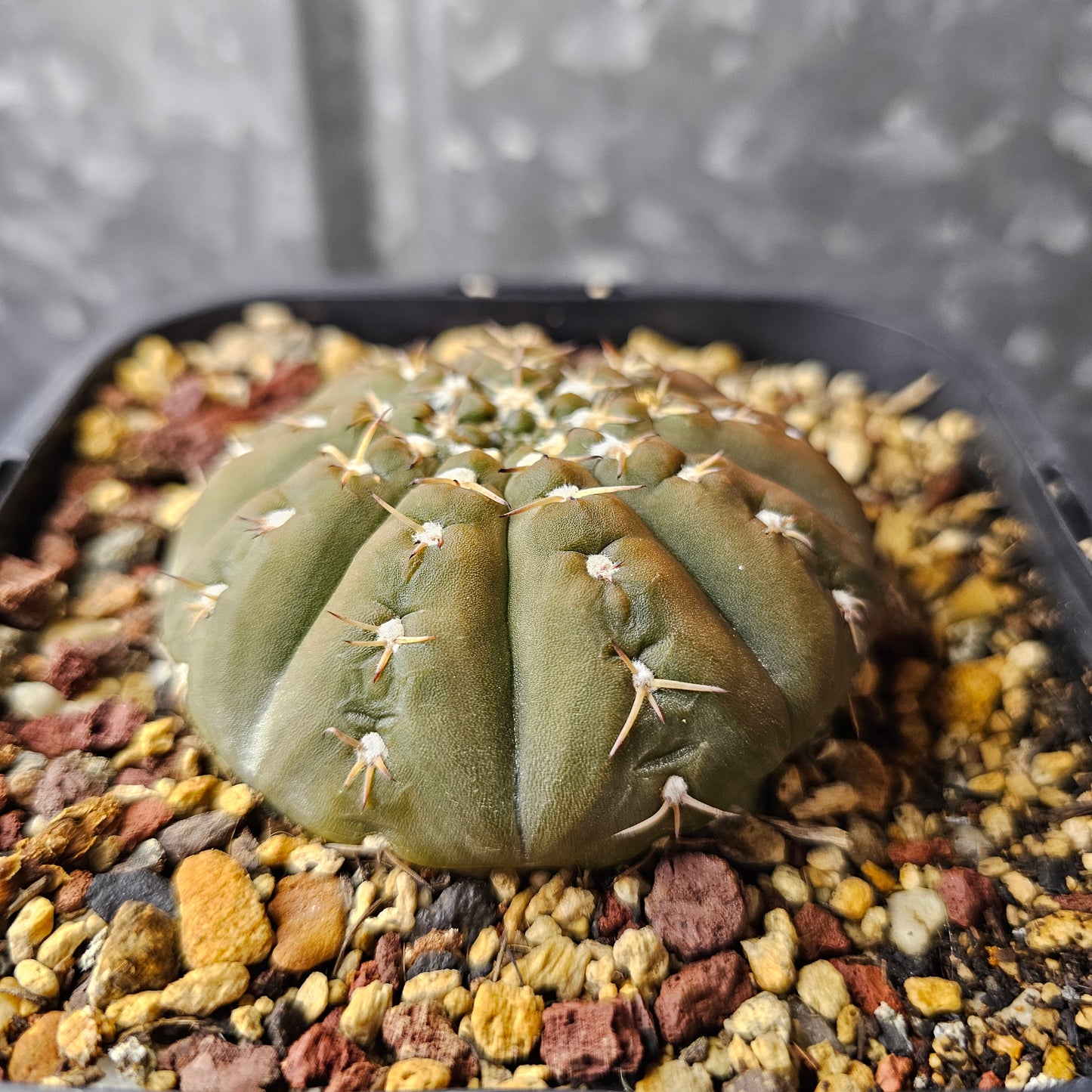 Gymnocalycium platygona