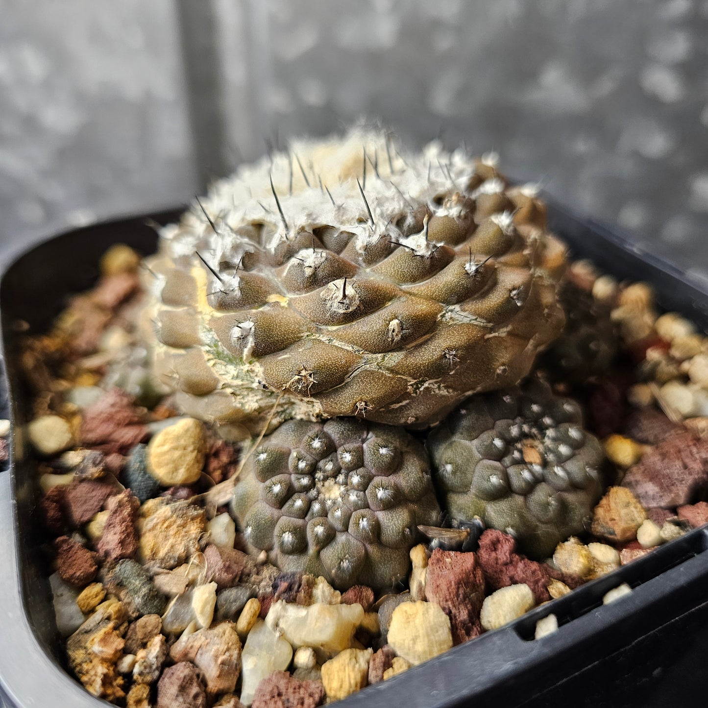 Copiapoa hypogaea