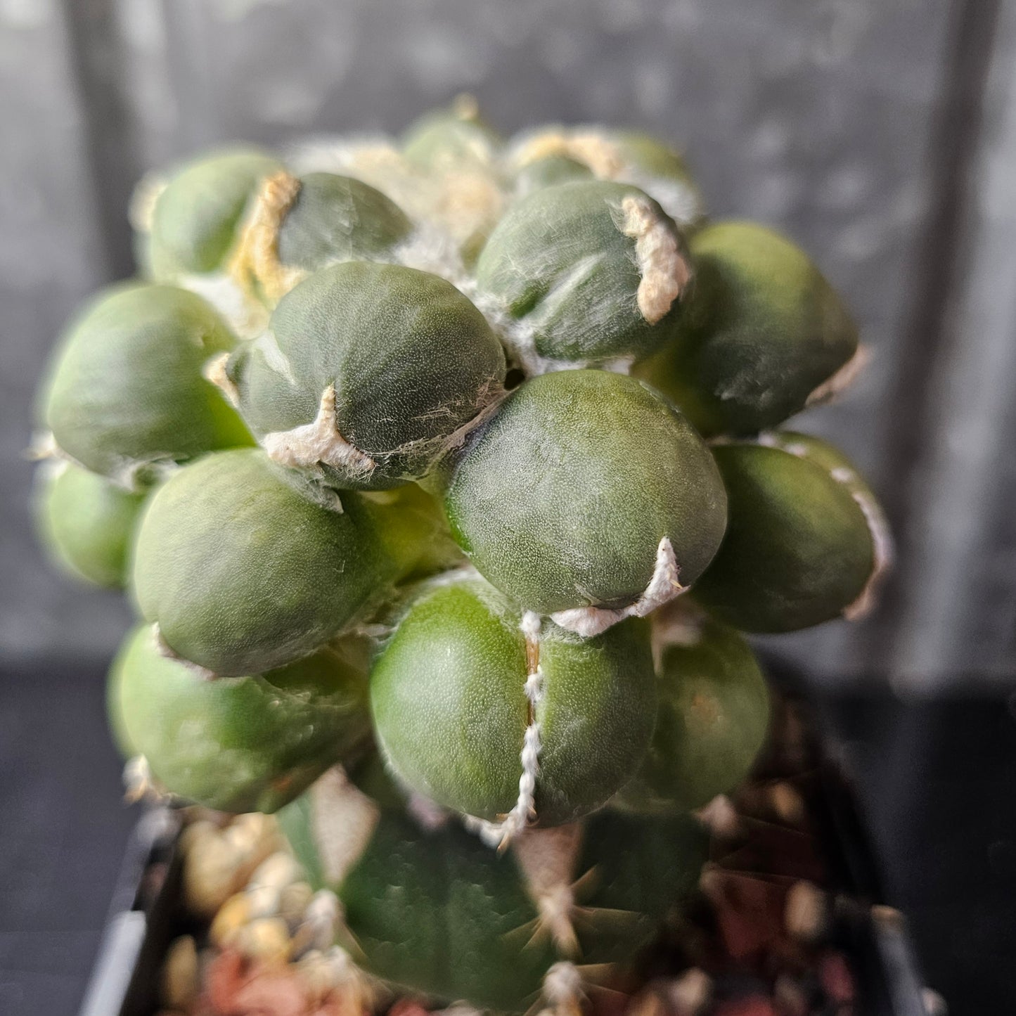 Ariocarpus cv. Maruibo