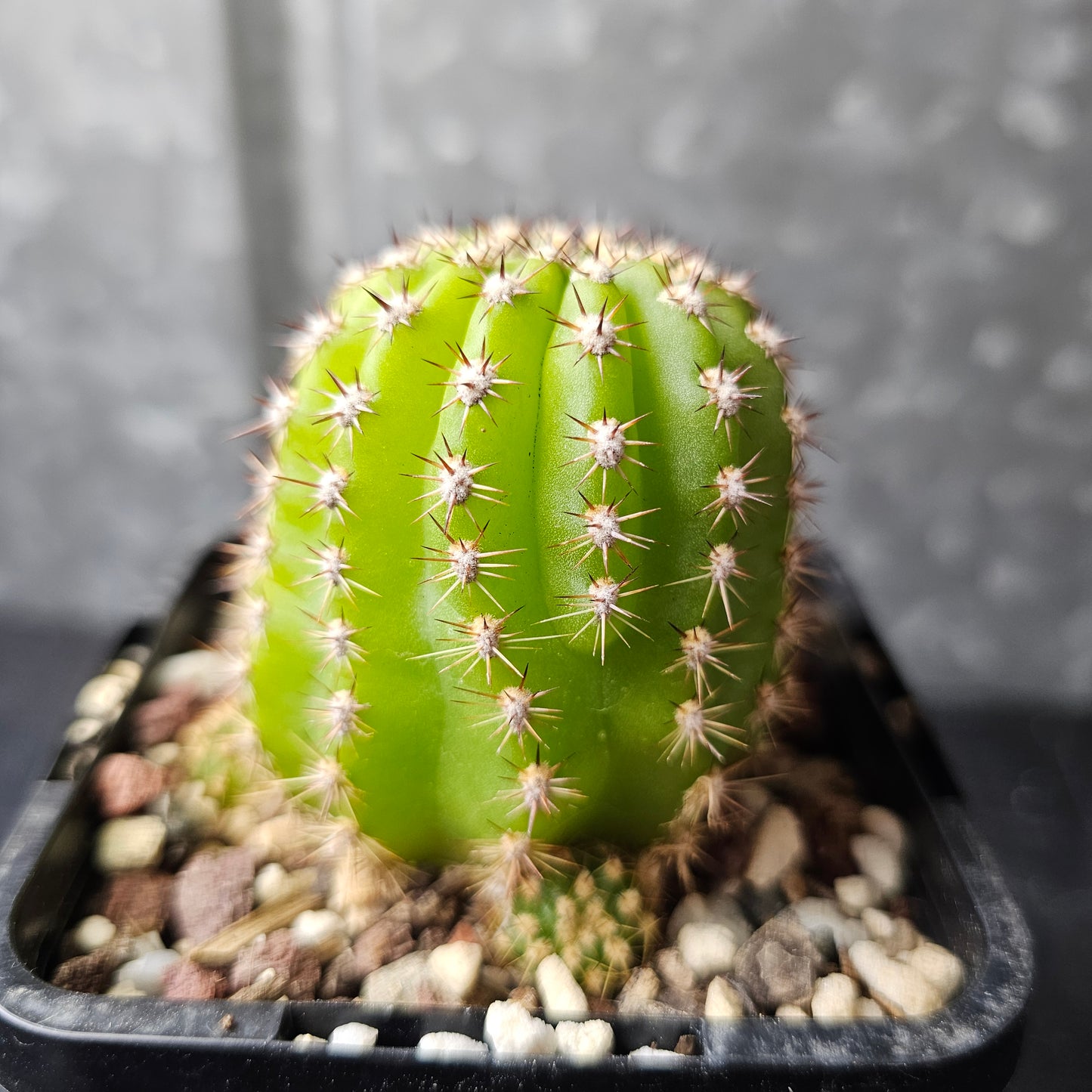 T. ‘Betty Boom’ × ‘Zelly 8’
