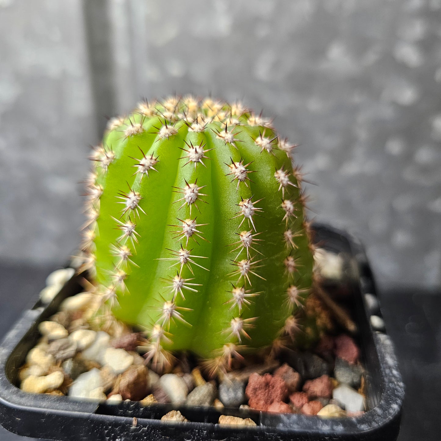 T. ‘Betty Boom’ × ‘Zelly 8’