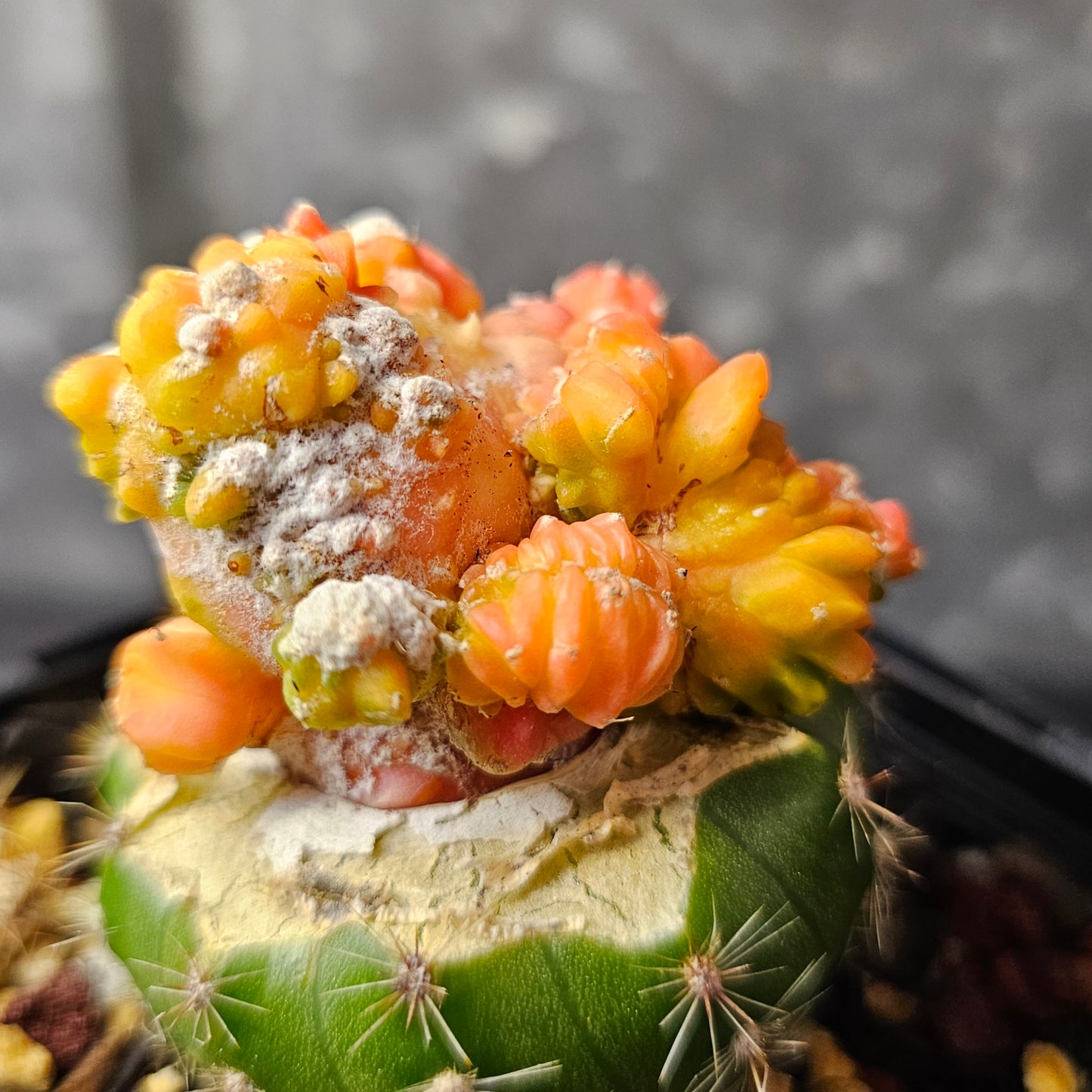 Astrophytum cv. Kikko Yoroi Fukuryu (Isolated Growth)