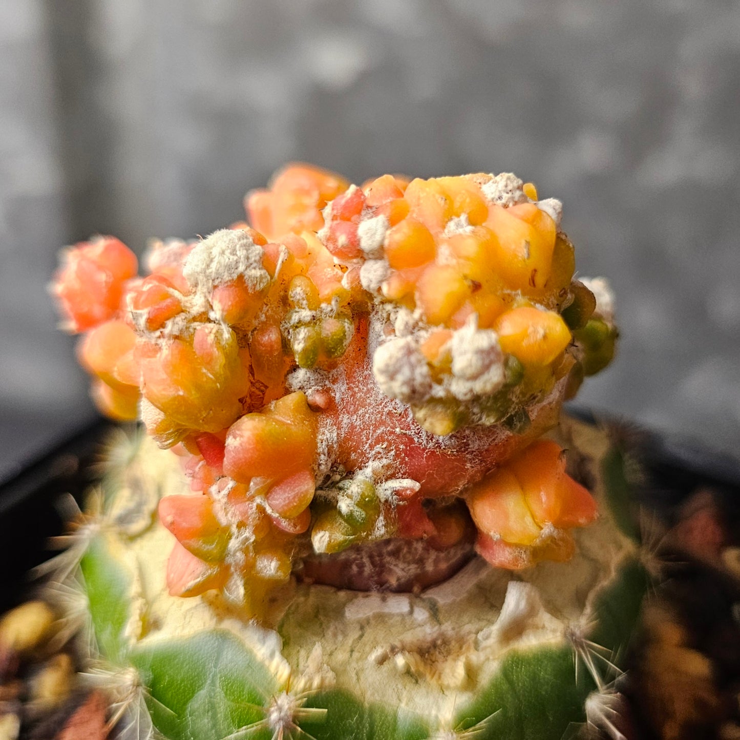 Astrophytum cv. Kikko Yoroi Fukuryu (Isolated Growth)