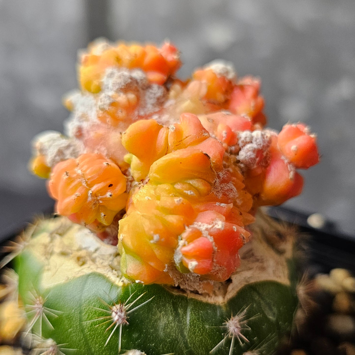 Astrophytum cv. Kikko Yoroi Fukuryu (Isolated Growth)