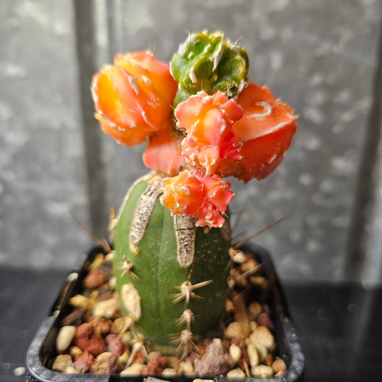 Astrophytum cv. Hekiran Nishiki (Japan)