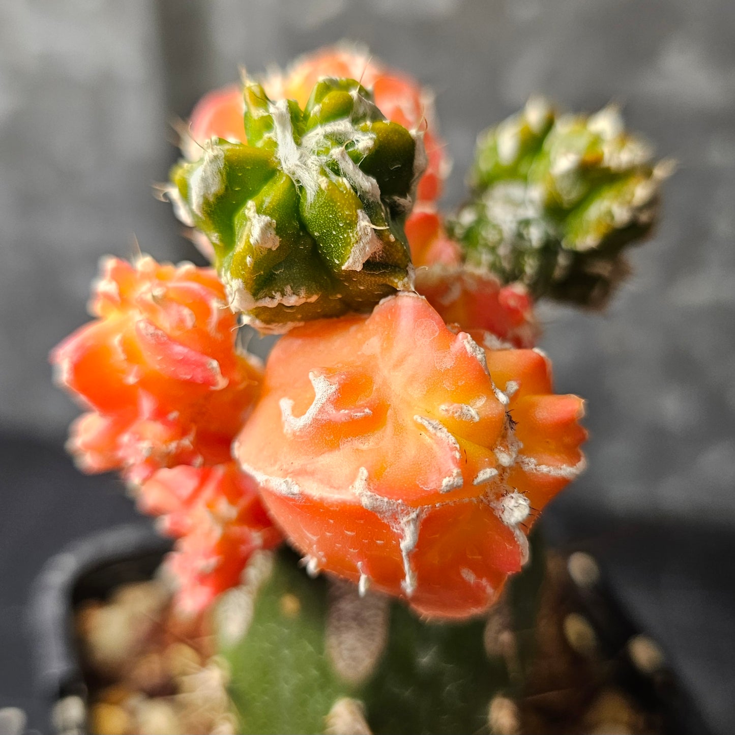 Astrophytum cv. Hekiran Nishiki (Japan)