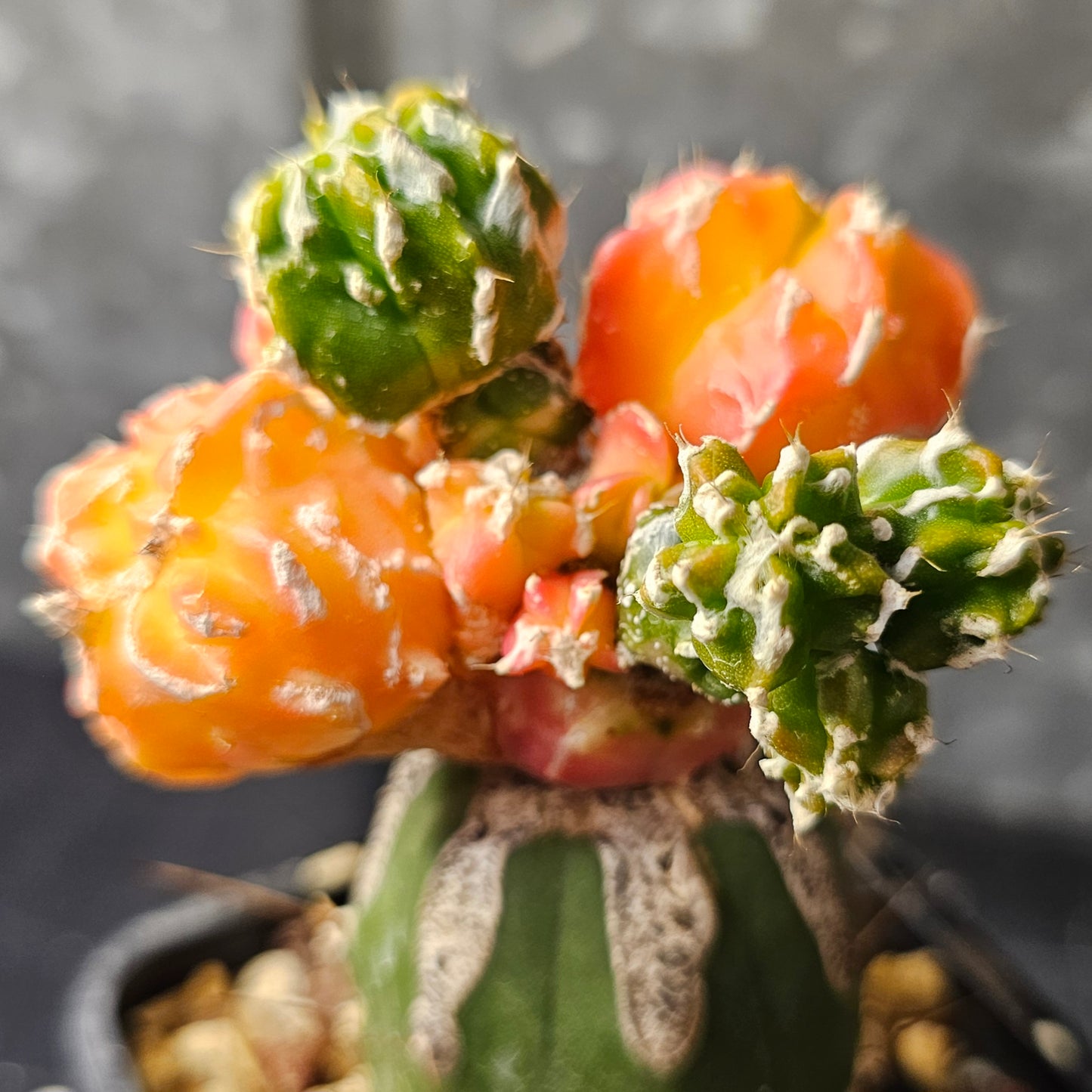 Astrophytum cv. Hekiran Nishiki (Japan)