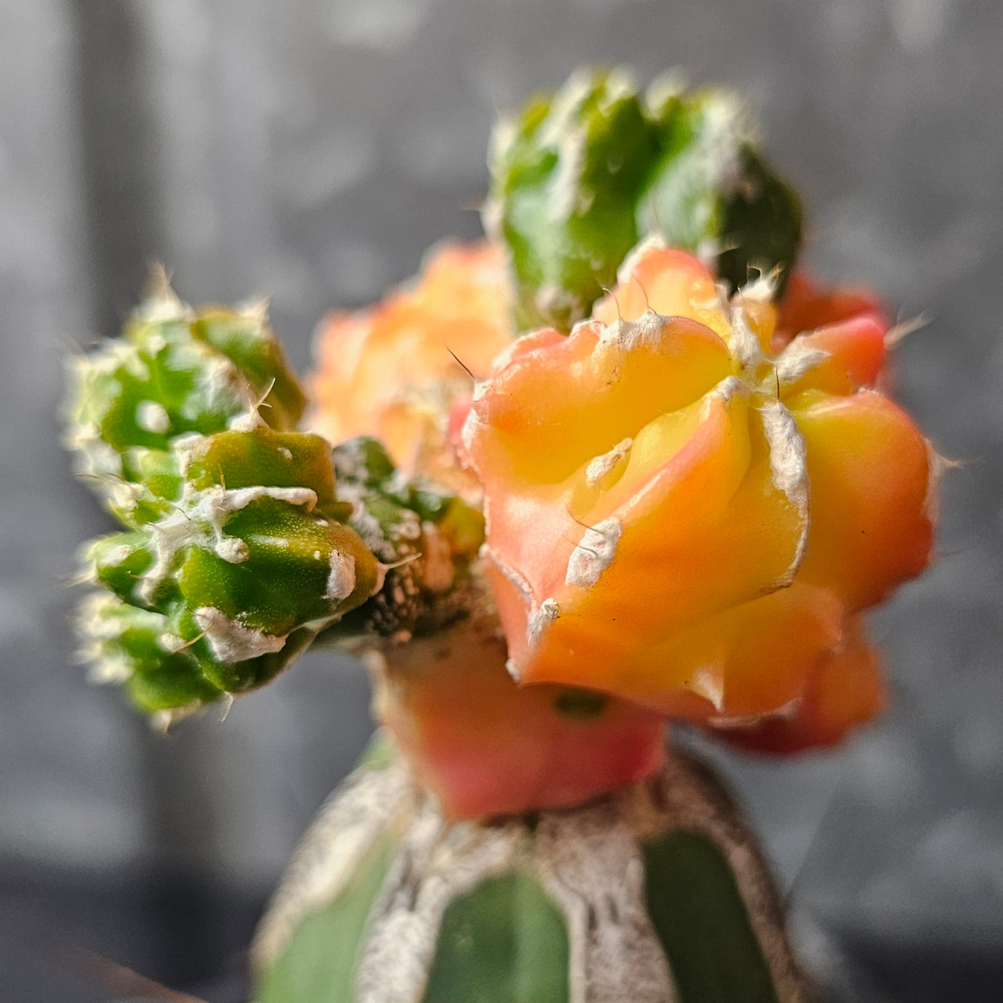 Astrophytum cv. Hekiran Nishiki (Japan)