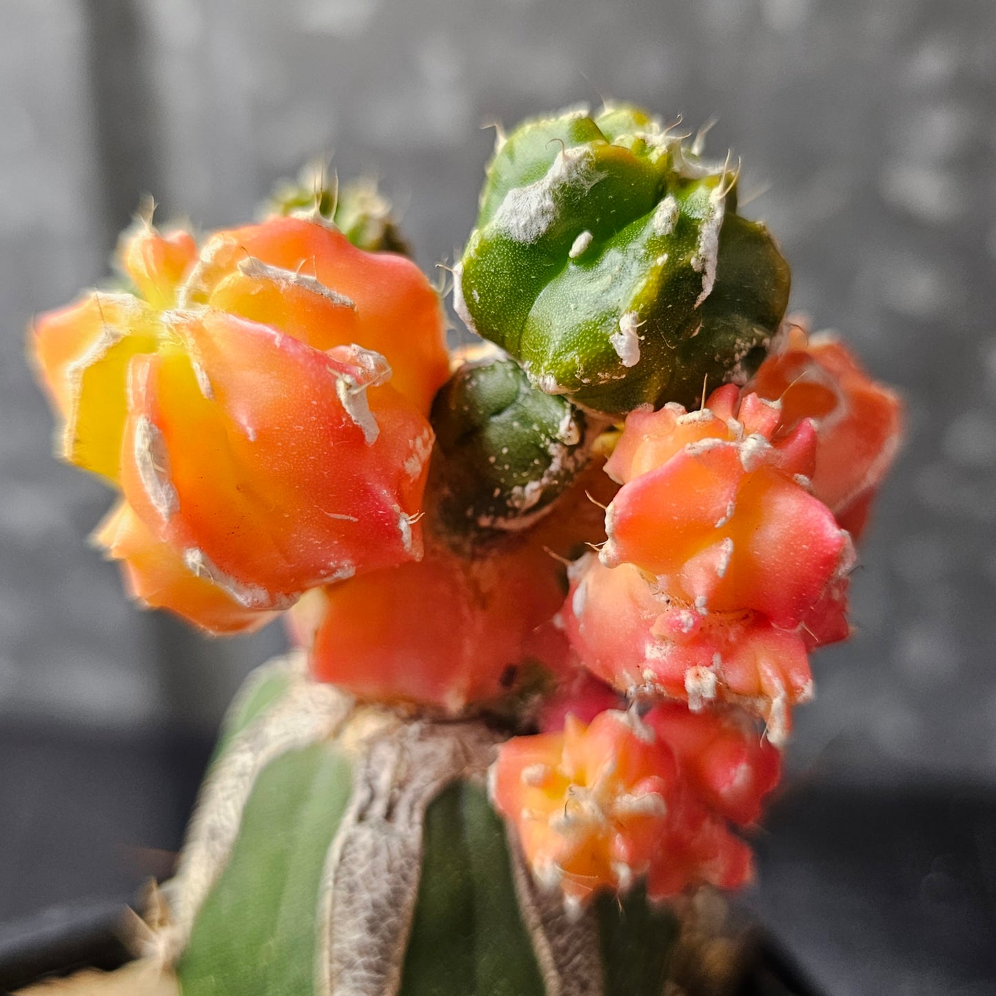 Astrophytum cv. Hekiran Nishiki (Japan)