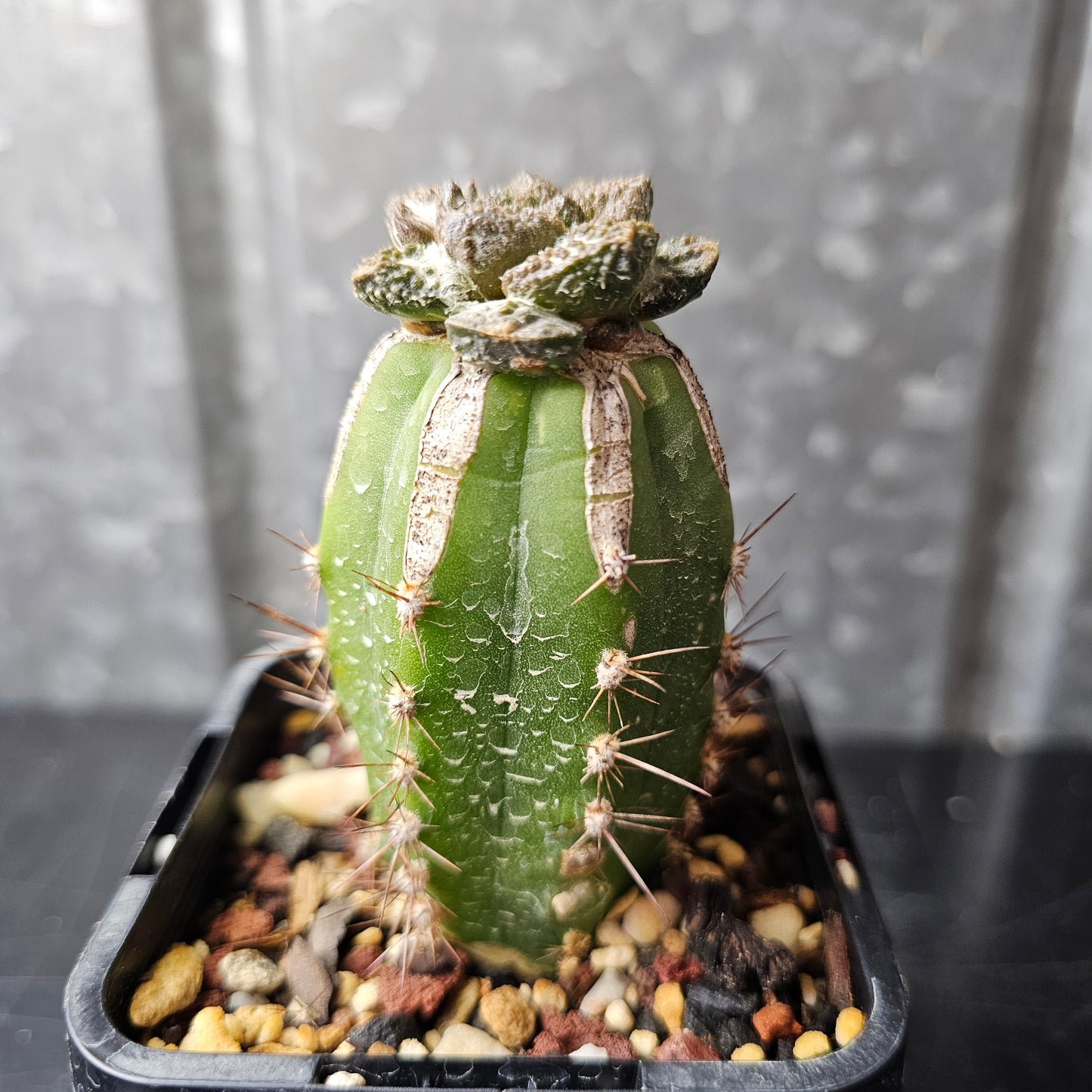 Ariocarpus (lloydii × Godzilla) × Godzilla