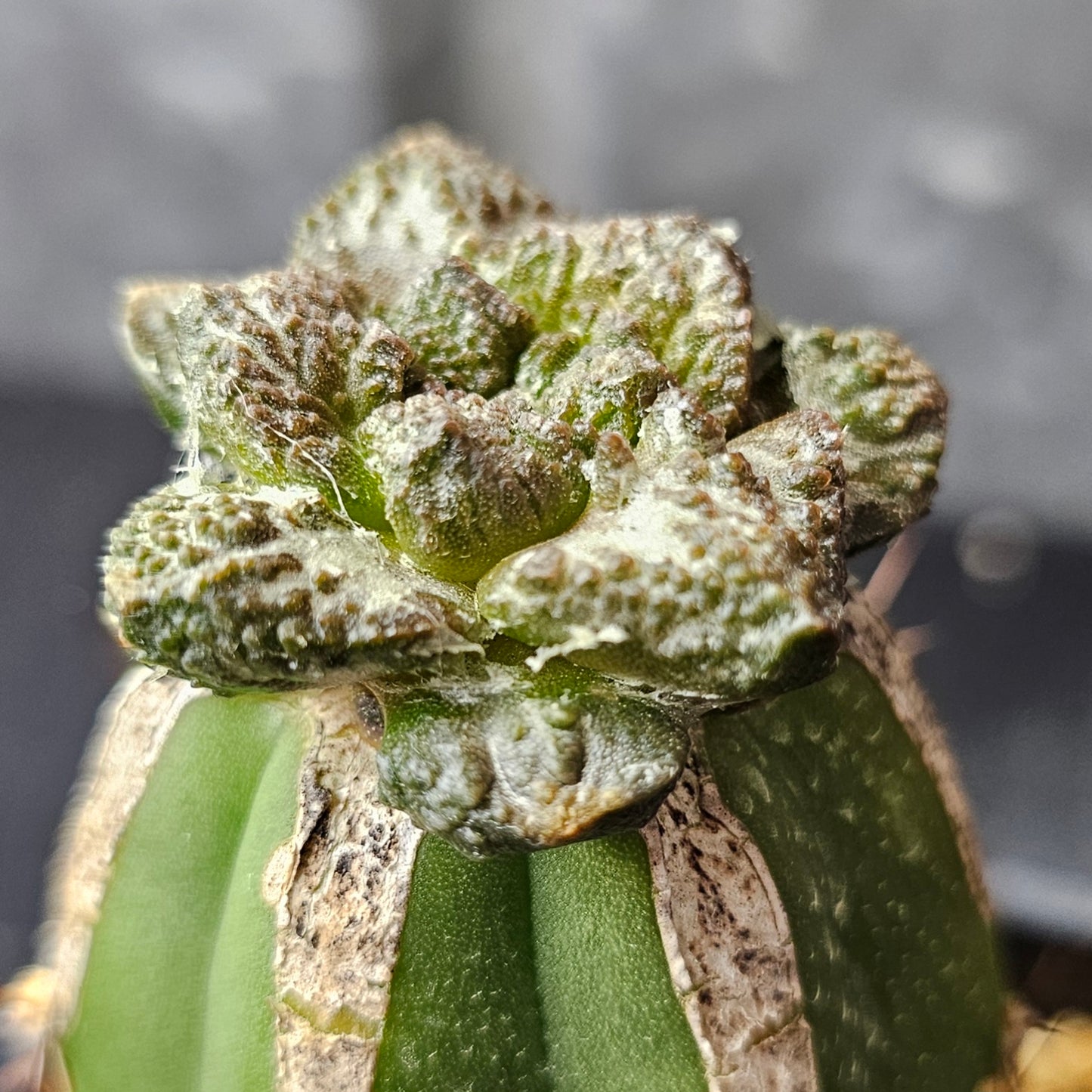 Ariocarpus (lloydii × Godzilla) × Godzilla