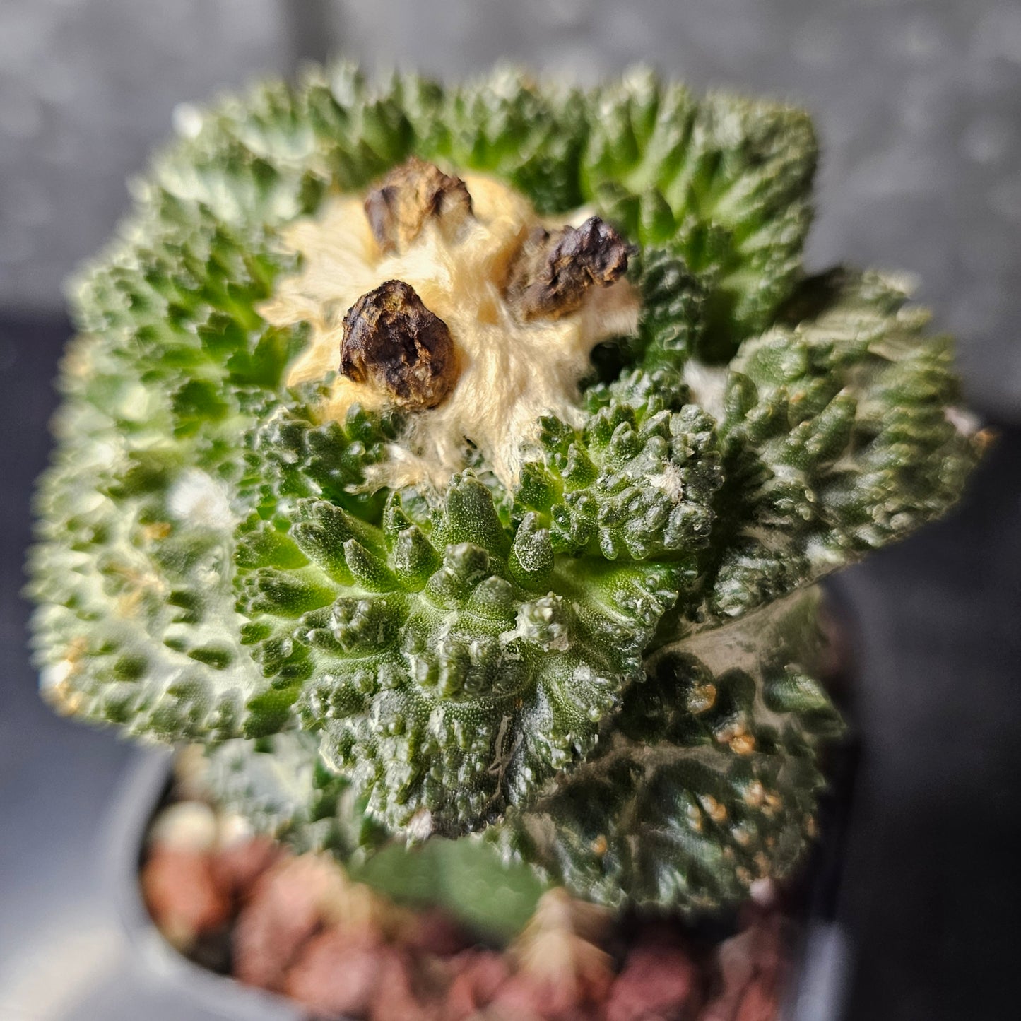 Ariocarpus (lloydii × Godzilla) × Godzilla