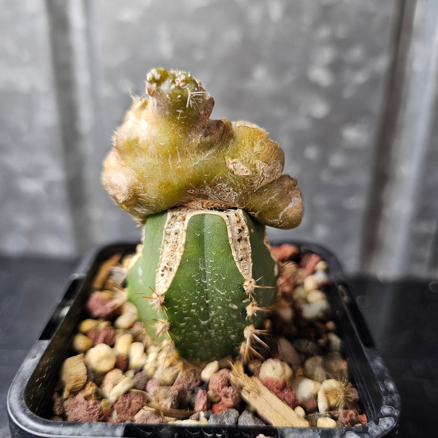 Echinocereus cv. Frank