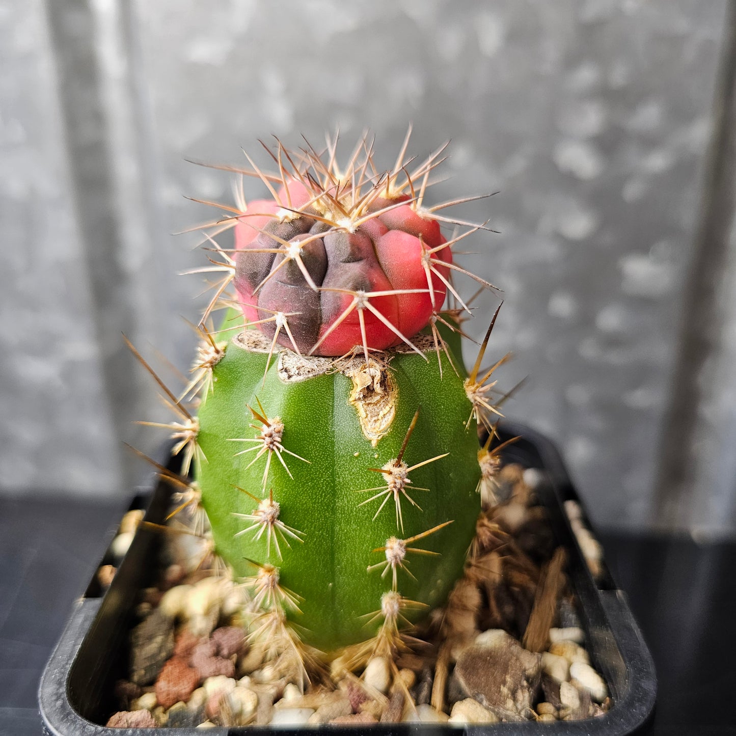 Gymnocalycium boziniganum hybrid