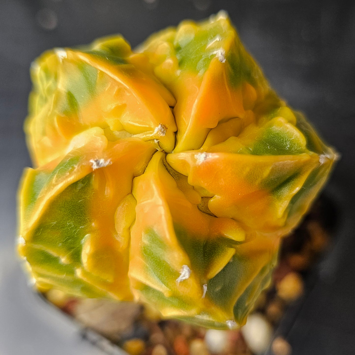 Astrophytum cv. Kikko Yoroi Fukuryu