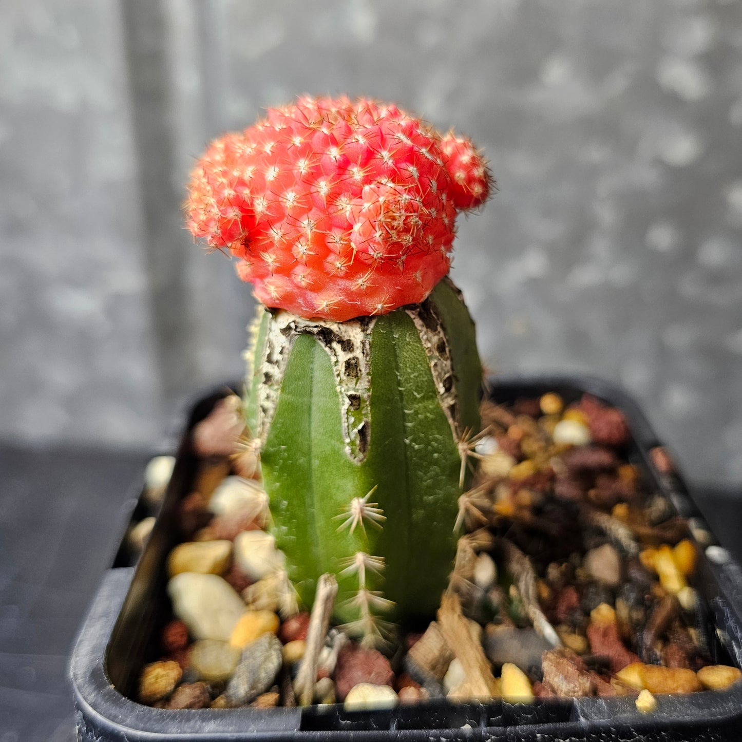 Chileorebutia esmeraldana FR518 hybrid