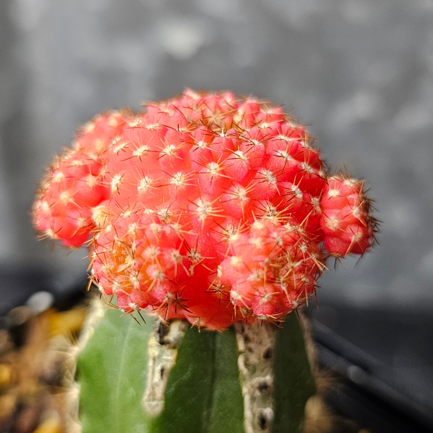 Chileorebutia esmeraldana FR518 hybrid