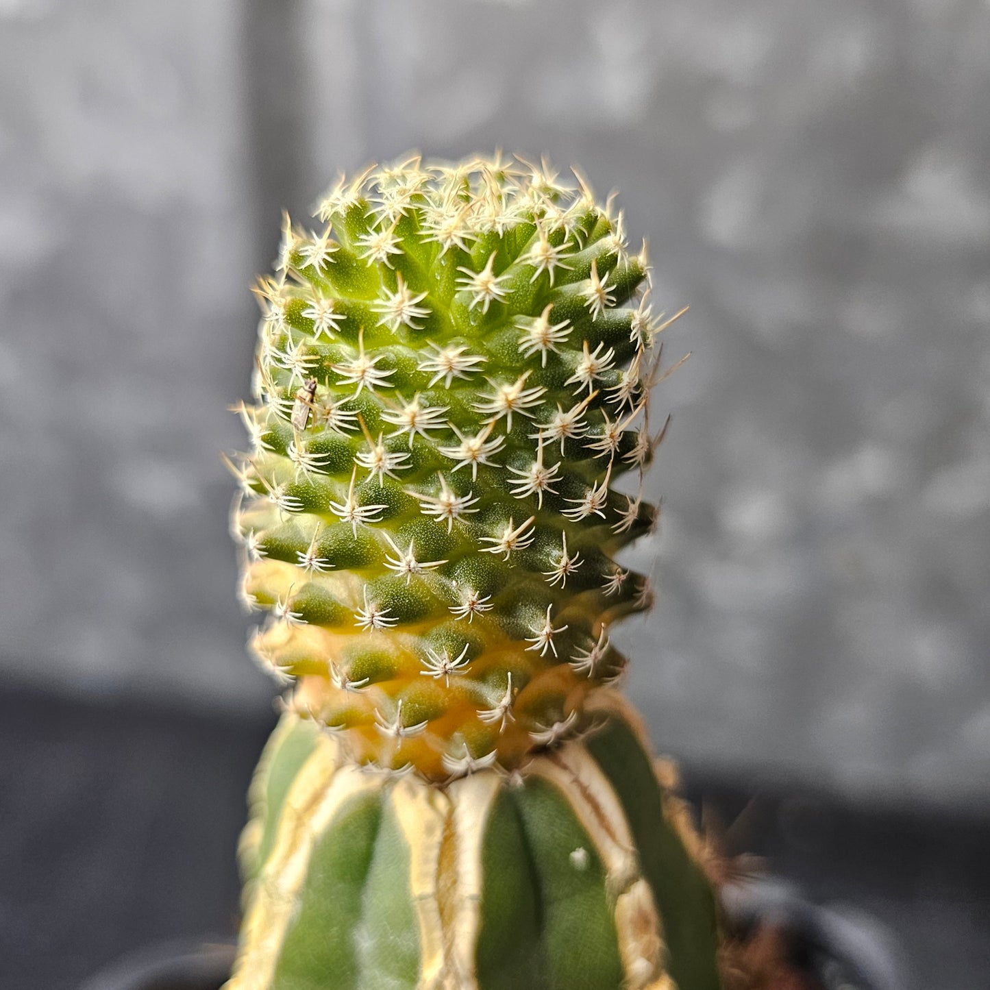 Turbinicarpus pulcherrimus