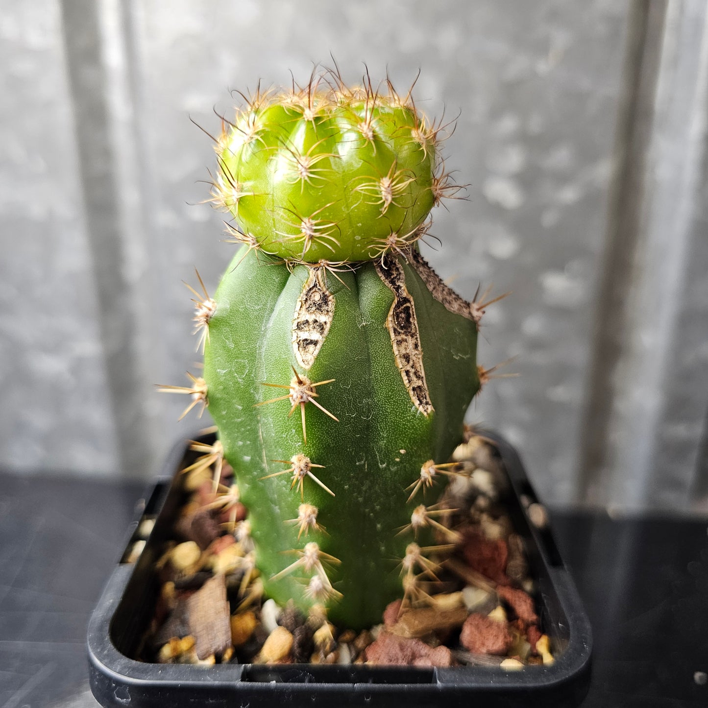 Lobivia cv. Soft Kiss