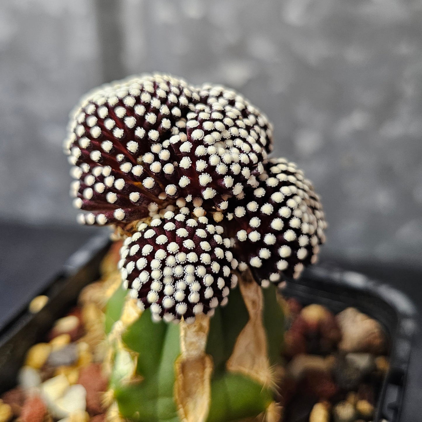 Mammillaria luethyi