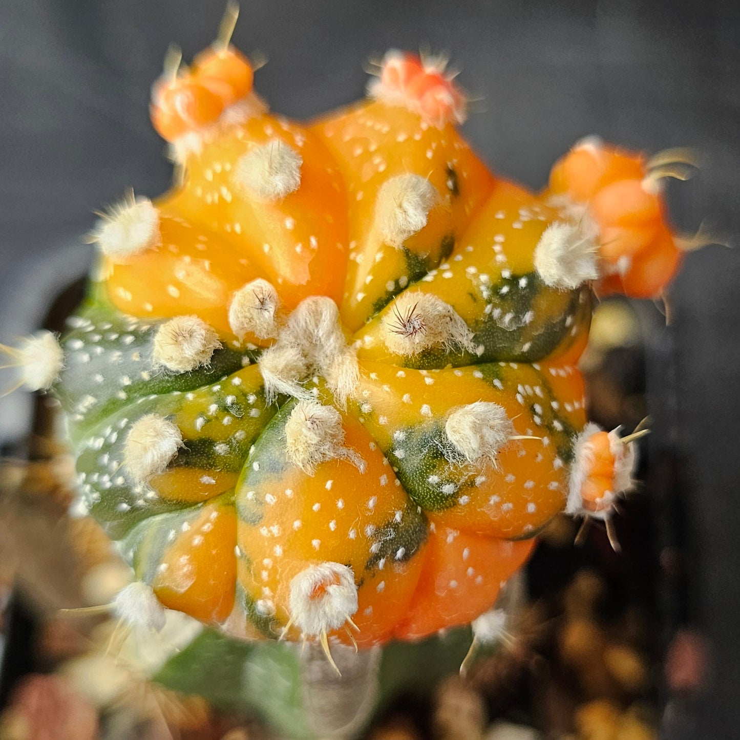 Astrophytum asterias variegated hybrid