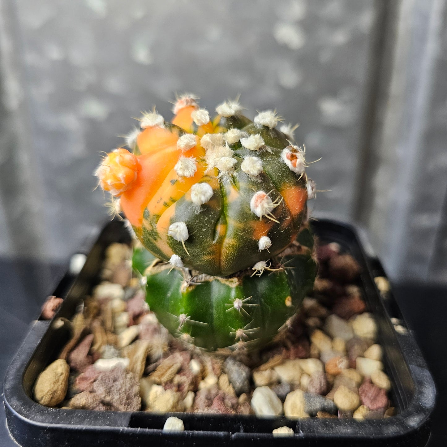 Astrophytum asterias multi head variegated