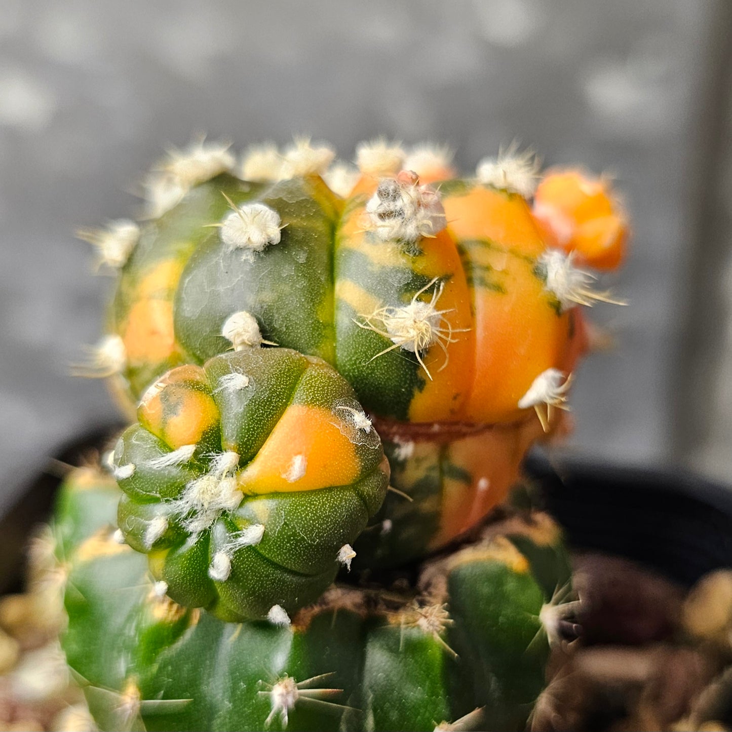 Astrophytum asterias multi head variegated