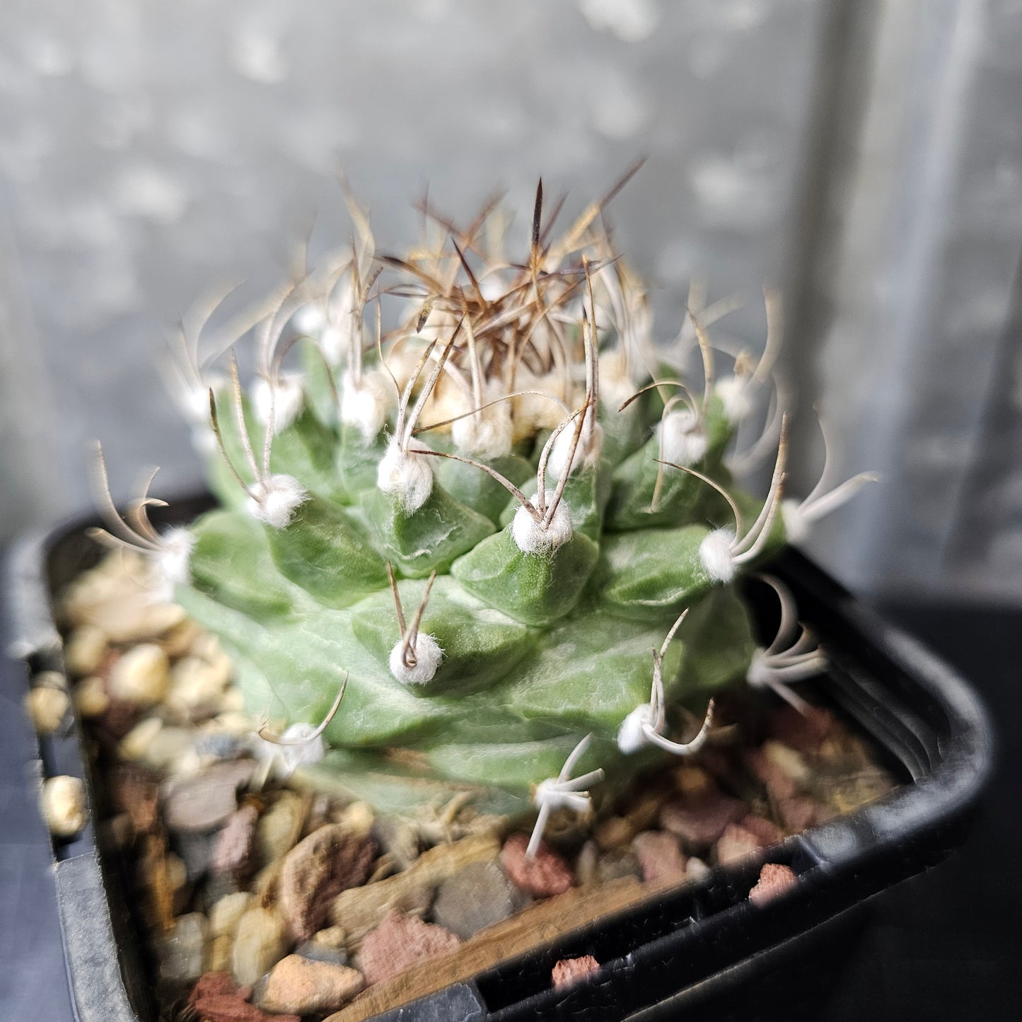 Turbinicarpus alonsoi