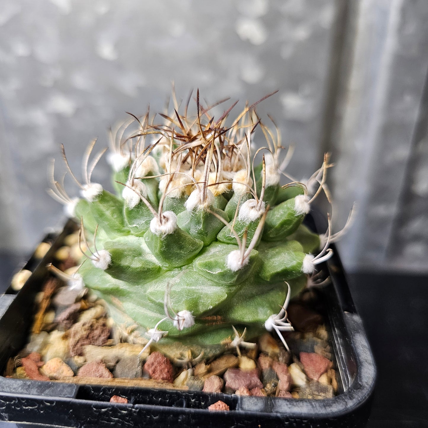 Turbinicarpus alonsoi