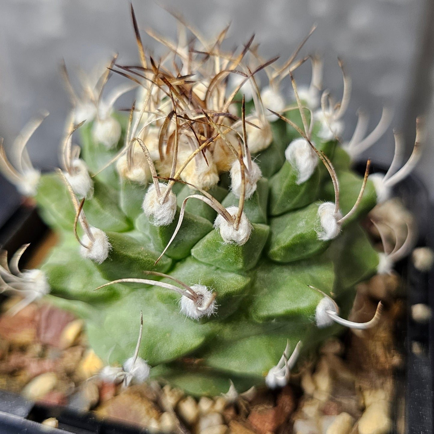 Turbinicarpus alonsoi rare cactus deep green fluffy areoles curved spines slow growing statement piece one only discontinued Spine City collector