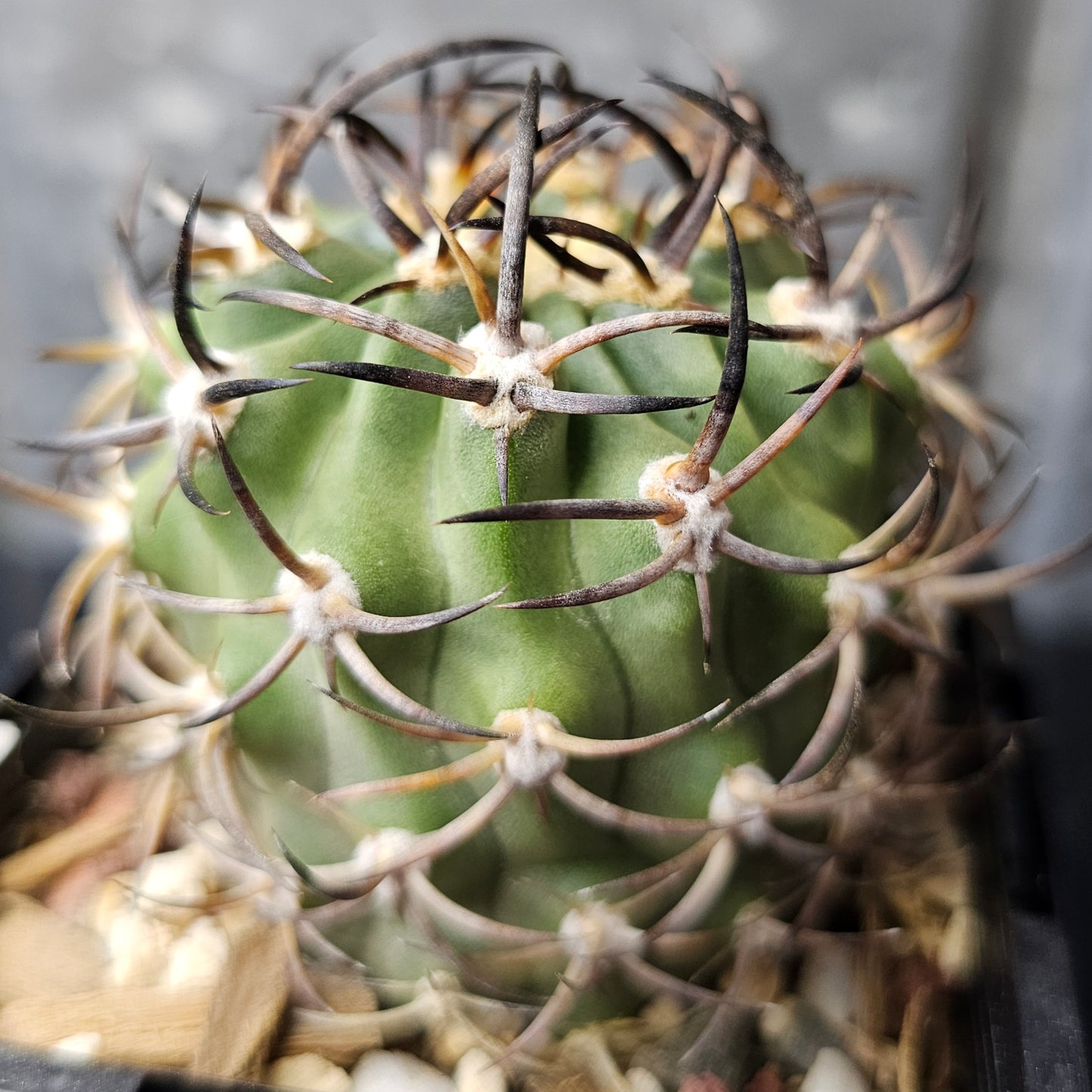 Eriosyce Ihotzkyana rare cactus stout body dark spines last one discontinued variety Spine City collector Eriosyce