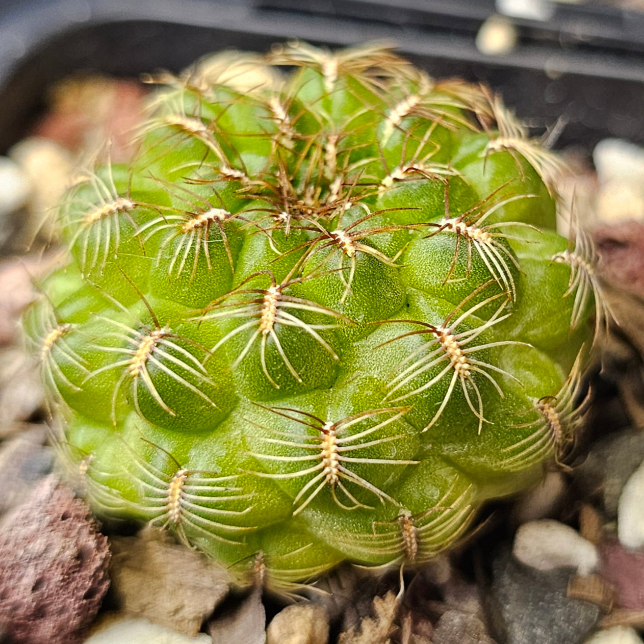 Cactus bundle - 4 plants (Select Sulcorebutia)