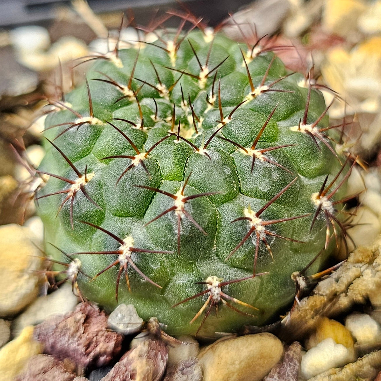 Cactus bundle - 4 plants (Select Sulcorebutia)