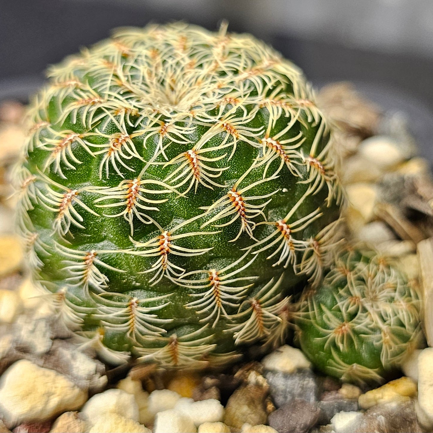 Cactus bundle - 4 plants (Select Sulcorebutia)