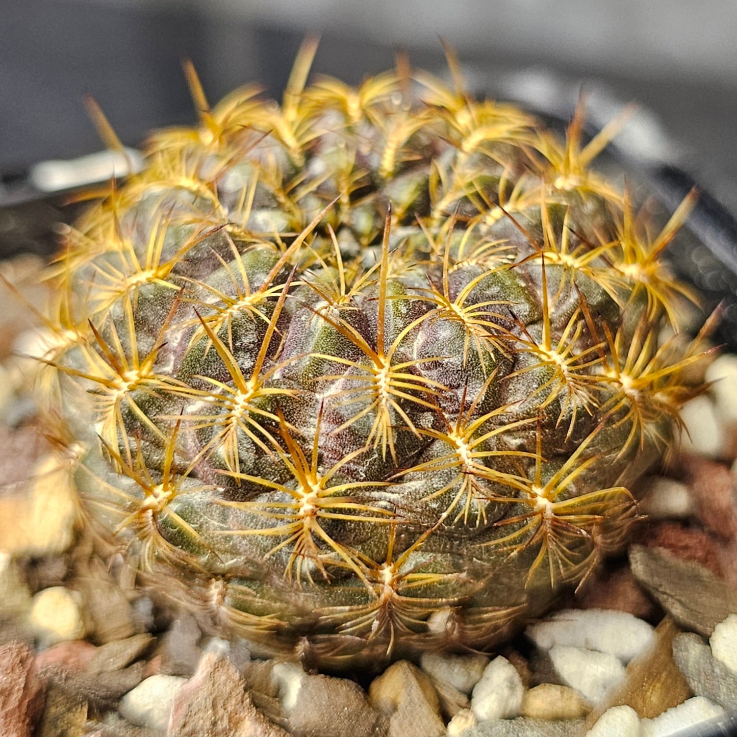 Cactus bundle - 4 plants (Select Sulcorebutia)