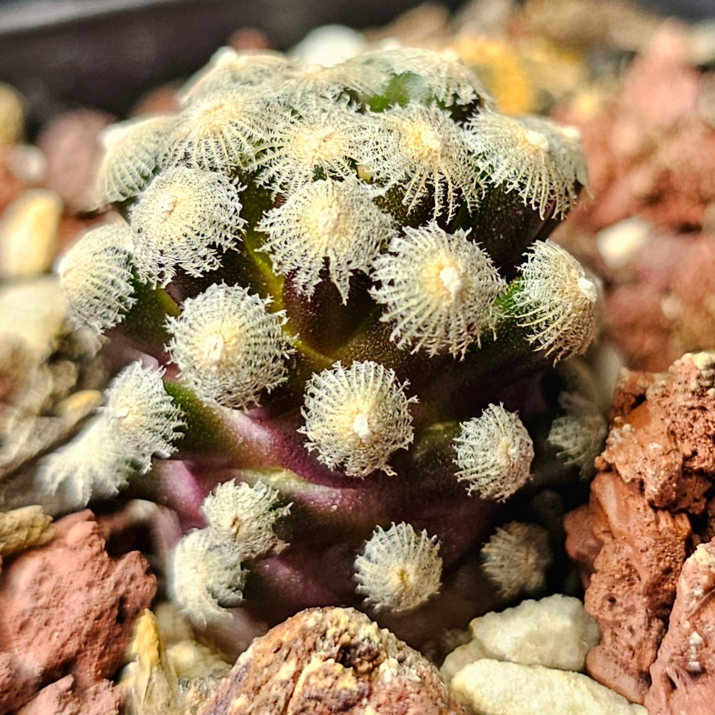 Cactus bundle - 4 plants (Master growers pack)