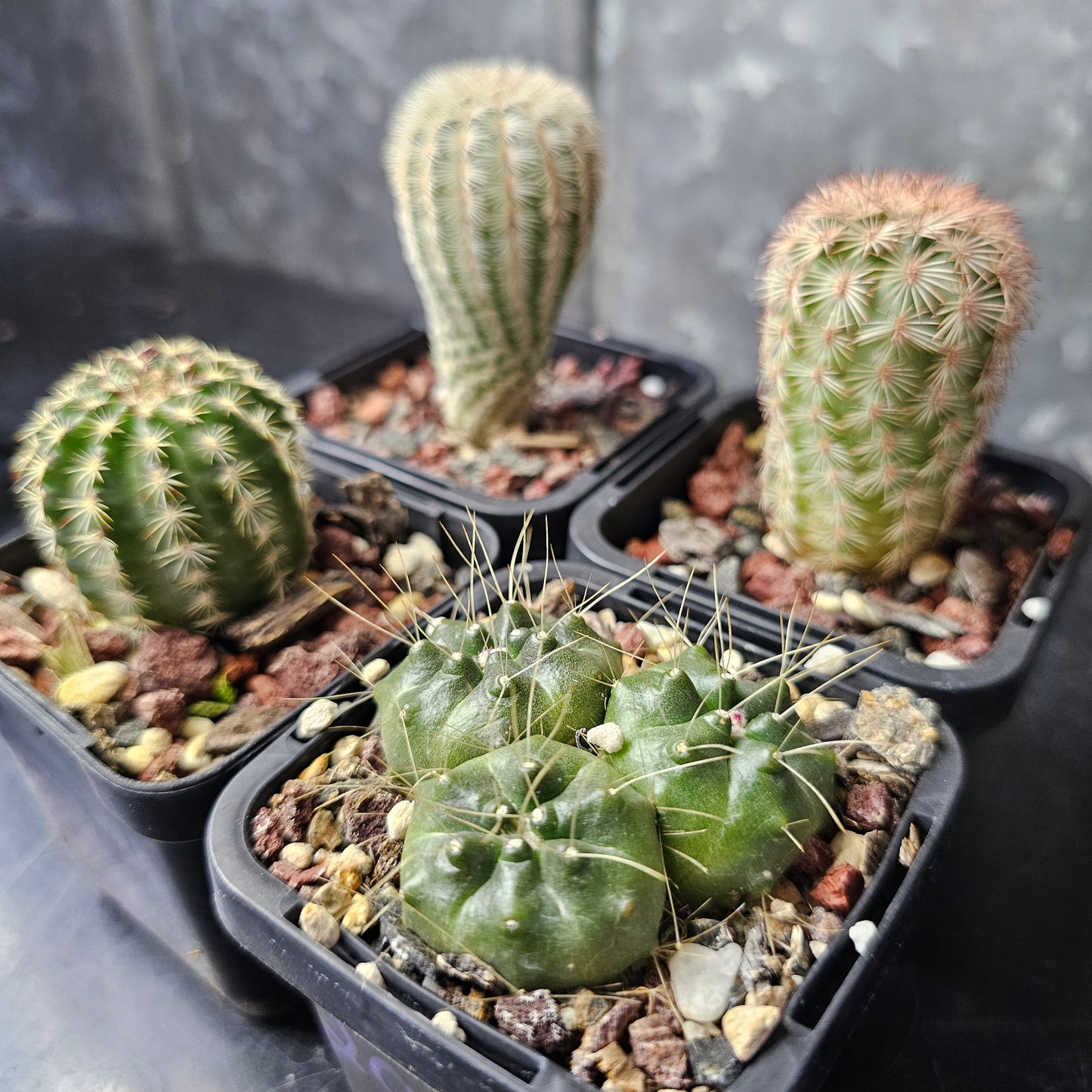 Cactus bundle - 4 plants (flowering Echinocereus mix)