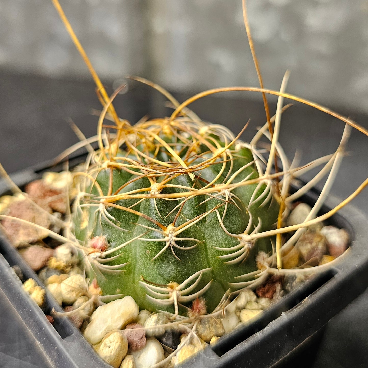 Cactus bundle - 4 plants (Lobivia Spine Candy)