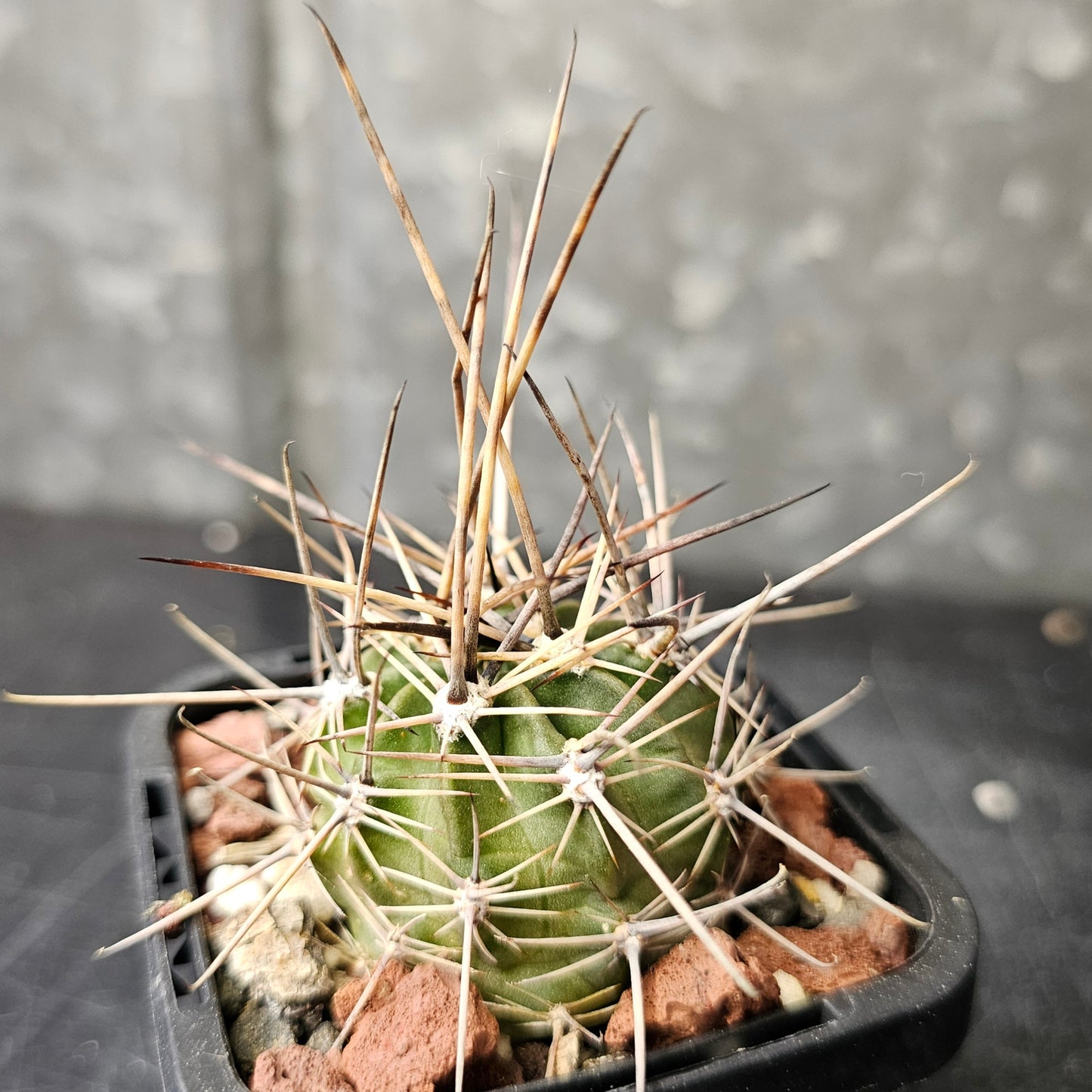 Cactus bundle - 4 plants (Lobivia Spine Candy)