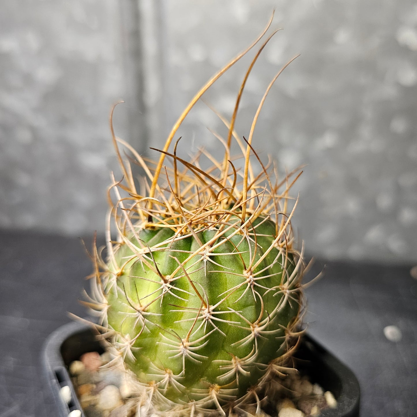 Cactus bundle - 4 plants (Lobivia Spine Candy)